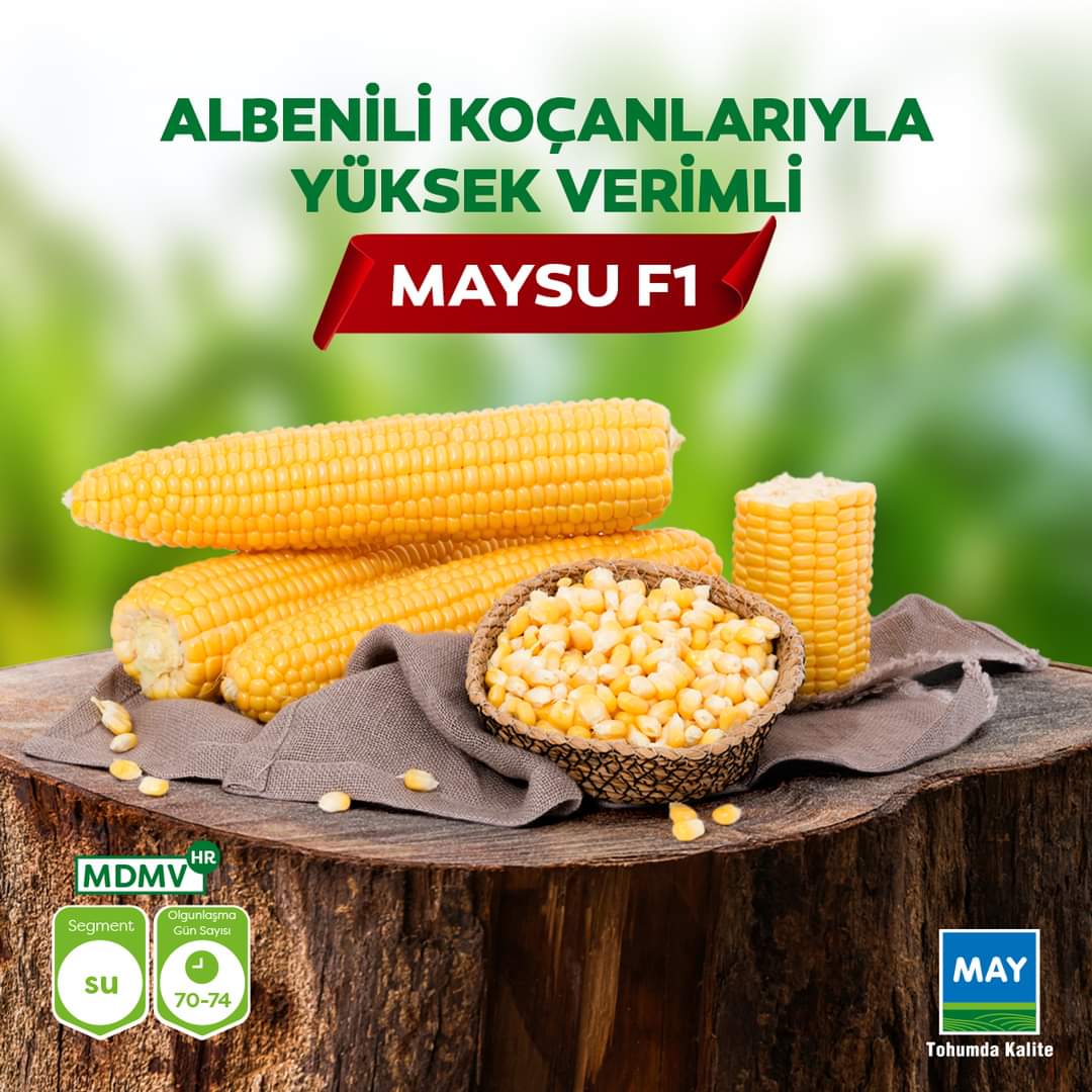 Maysu F1