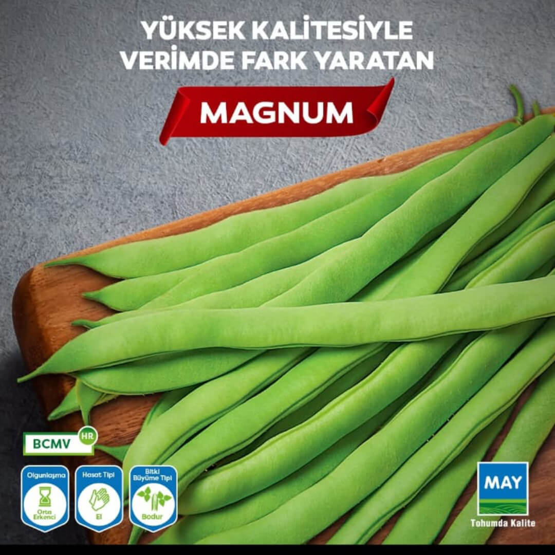 Magnum
