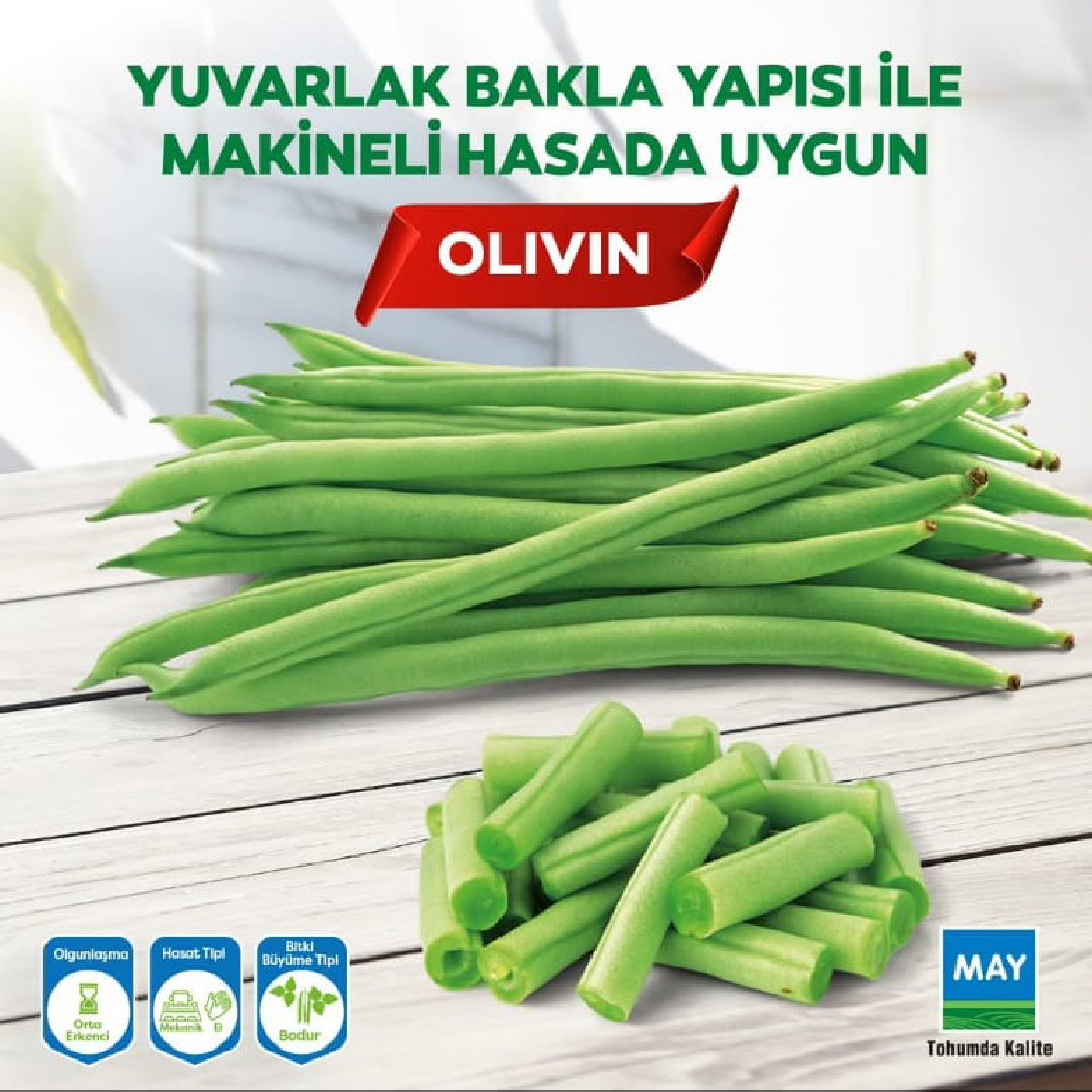 Olivin