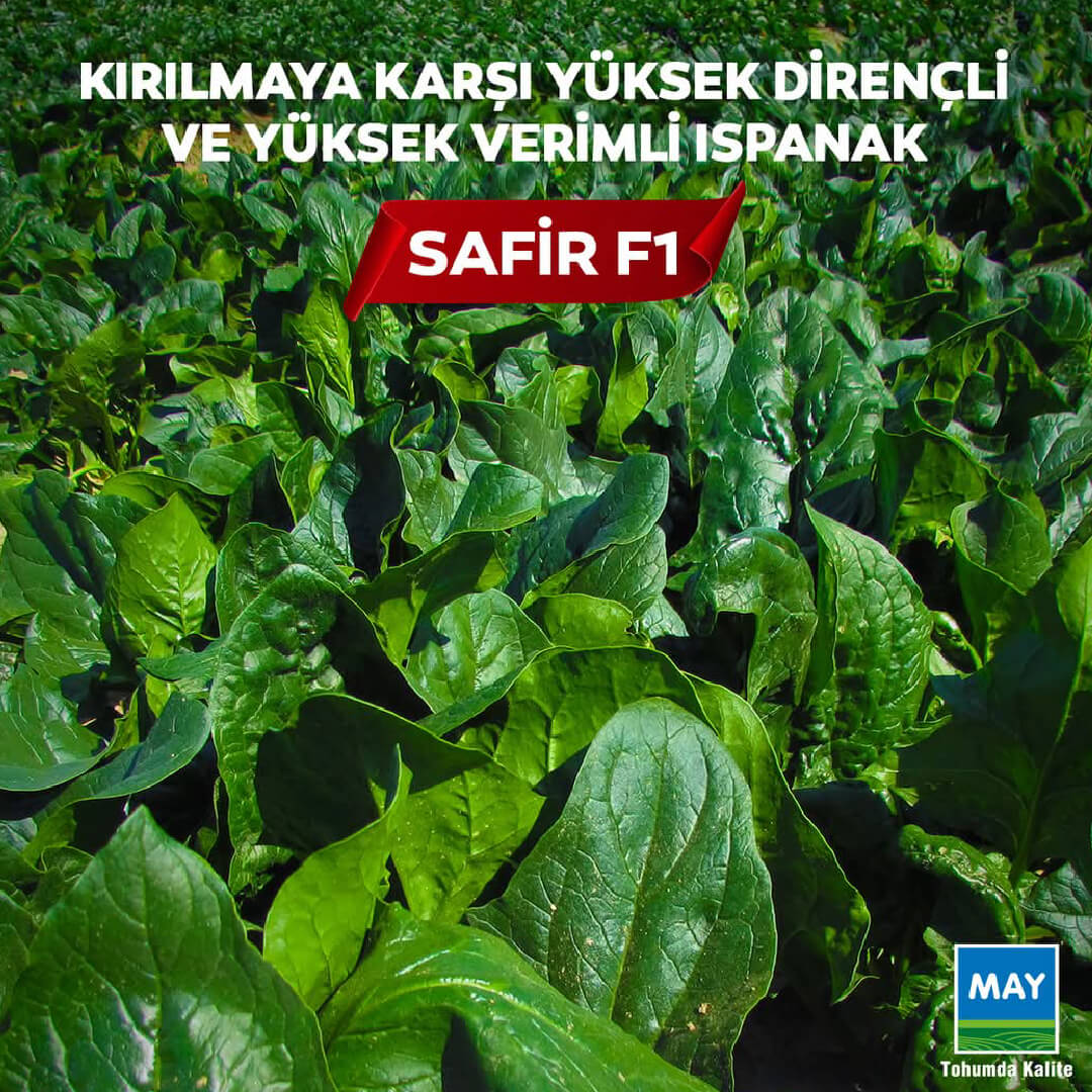 Safir F1