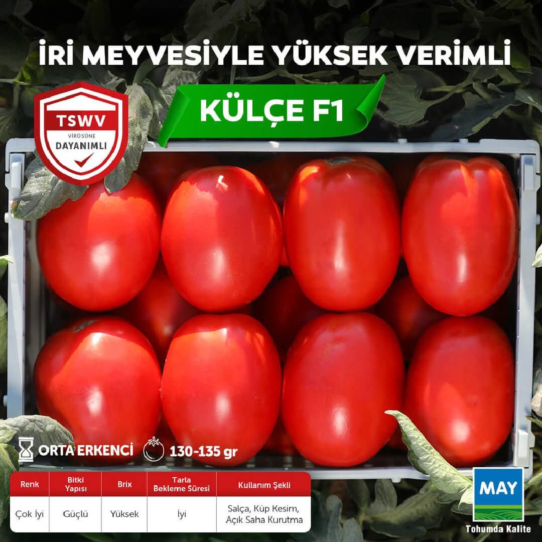 Külçe F1