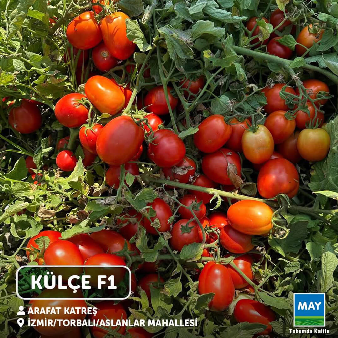 Külçe F1