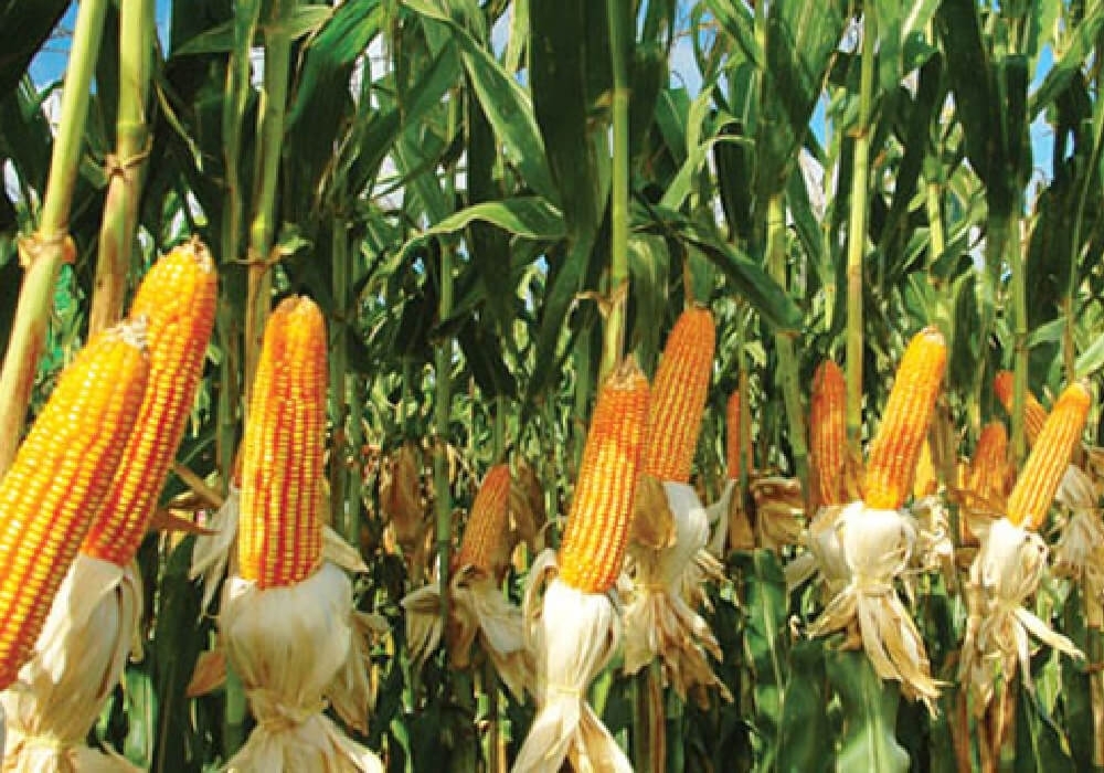 Danelik ve Silajlık Mısır